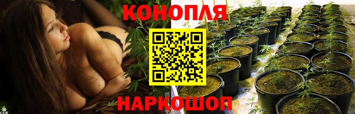 Конопля тримм  Вход с VPN  Санкт-Петербург  Бошки Шишки конопля 